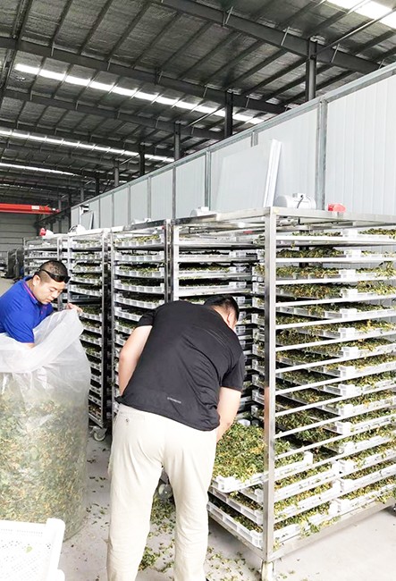 河南扶沟金银花烘干工程